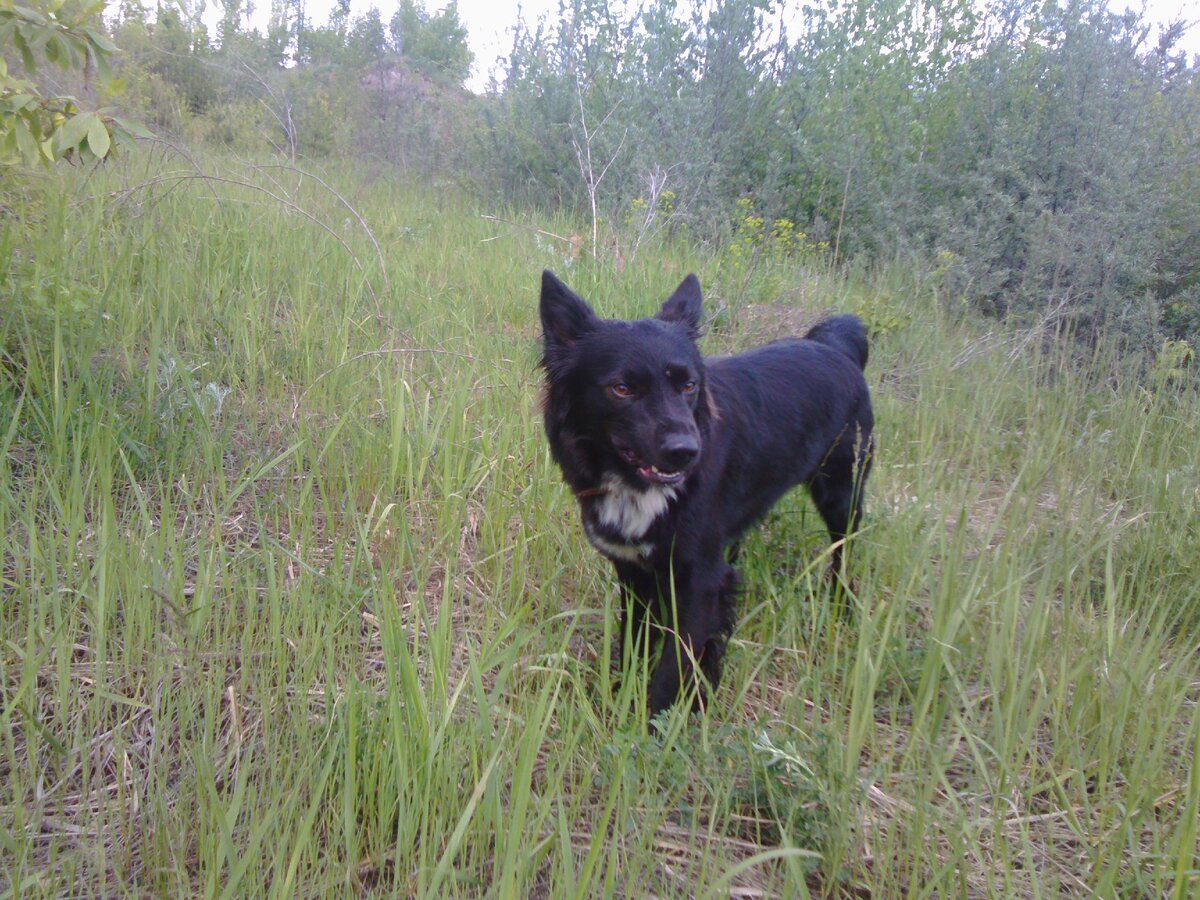 Не дам хозяина в обиду.