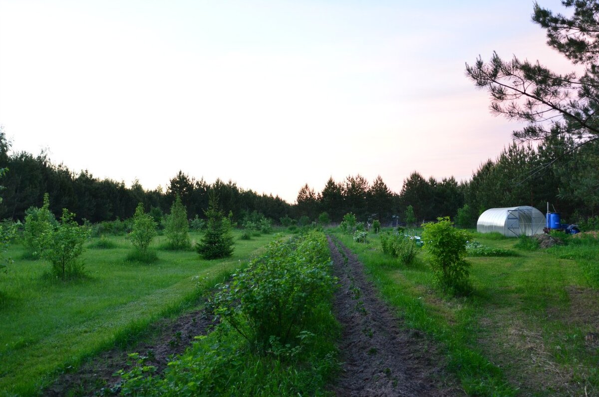 На первом этапе мною было высажено свыше 150 яблонь. Зачем столько много? От жадности я думаю. Но учитывая то сколько яблонь погибло в следующие годы и было уничтожено зайцами, решение в общем было правильное.