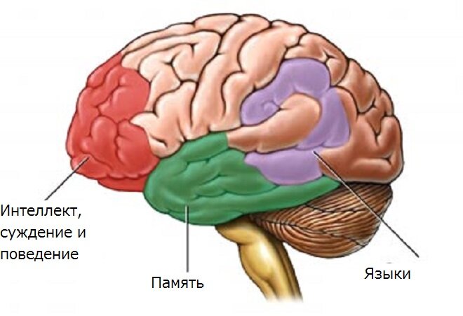 [caption id="attachment_1064" align="aligncenter" width="655"] Какие отделы мозга страдают при недуге[/caption]