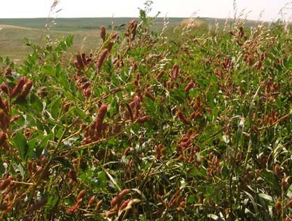 ОБИЛЬНОЕ ПЛОДОНОШЕНИЕ СТРУЧКОВ С СЕМЕНАМИ СОЛОДКИ ГОЛОЙ, ПРИМЕНЯ - ЕМЫХ ДЛЯ ПРИГОТОВЛЕНИЯ СПИРТОВОЙ НАСТОЙКИ И ДРУГИХ ЛЕЧЕБНЫХ ПРЕПАРАТОВ ПО РЕЦЕПТАМ НАРОДНОЙ МЕДИЦИНЫ ЗАУРАЛЬСКОГО КАЗАЧЕСТВА :