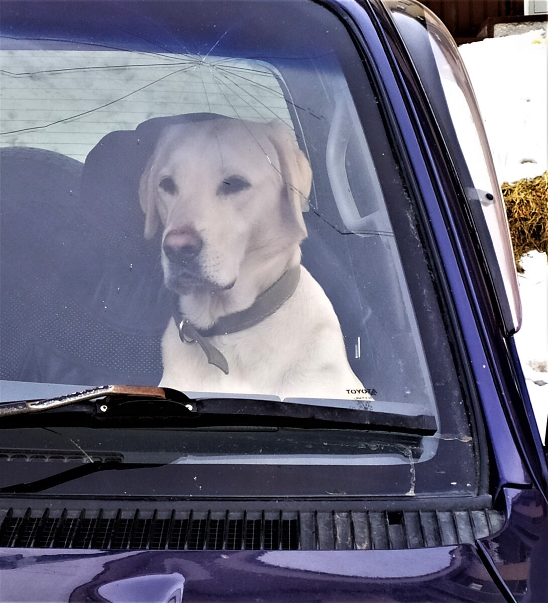 Фото из личного архива. Пес с таким достоинством и грацией сидел на месте водителя, что не смогла удержаться и сфотографировала собаку.