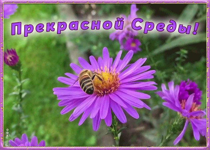 Хорошей летней среды. Прекрасной среды. Доброго летнего дня среды. Открытки со средой. Хорошей среды летом