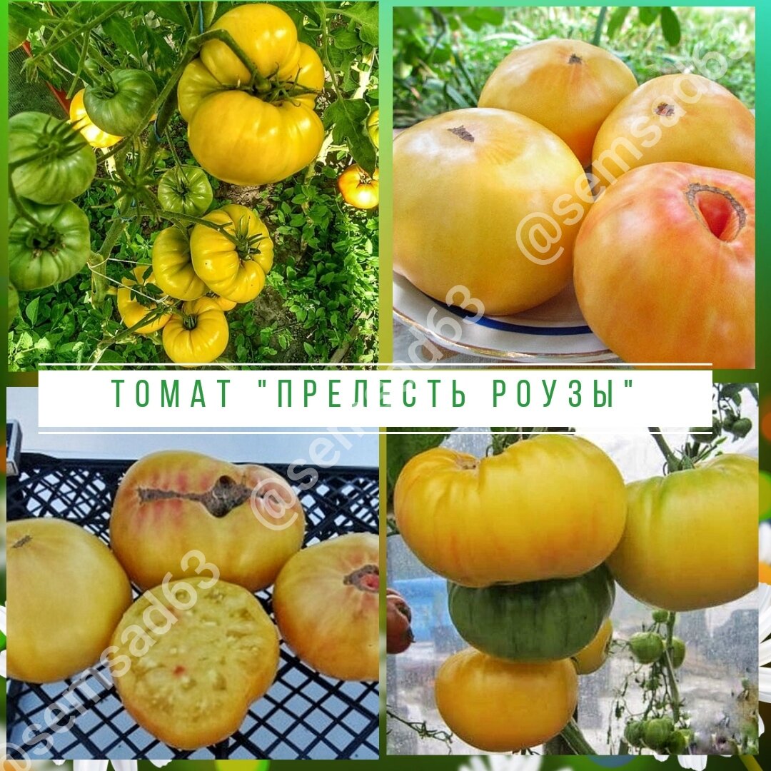 Томат прелесть роузы