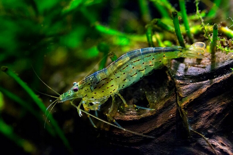 Креветка изменяет окрас в водорослях. Фото взято из источника "Яндекс. Картинки"