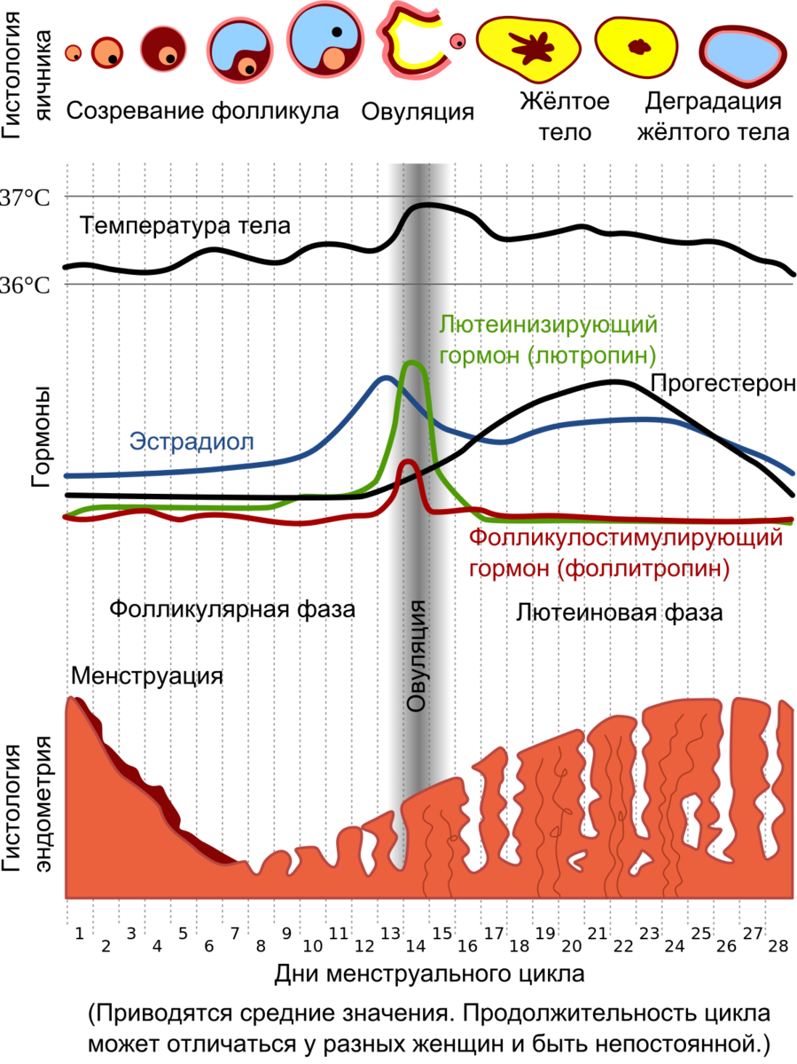 Менструация условно делится на несколько фаз. У каждой женщины они происходят в одинаковом порядке, но индивидуально по времени. Все зависит от продолжительности месячного цикла. Принято считать началом менструального цикла кровотечение, оно же является и завершающим этапом.
От одного кровотечения до другого и есть весь месячный цикл. После кровяных выделений начинается фаза — фолликулярная. В этот период внутренние половые органы уже начинают готовится к будущей овуляции. В организме выделяется гормон, который стимулирует рост и дозревание фолликула. В матке в это время происходит замена эндометрия на новый слой, который постепенно будет утолщаться, чтобы создать оптимальные условия для прикрепления оплодотворенной яйцеклетки в случае беременности.

В период овуляции фолликул разрывается и выпускает дозревшую яйцеклетку, она продвигается в фаллопиеву трубу и там «ждет» появления сперматозоида. Эта фаза самая короткая, она длится всего несколько суток, а яйцеклетка находится в состоянии готовой к зачатию до 48 часов.
Следующая фаза называется лютеиновая. В этот период фолликул, который выпустил яйцеклетку превращается в специфическое образование, которое называют желтым телом и продуцирует в кровь гормон прогестерон. Если бы произошла беременность, то организм был бы полностью готов к принятию зародыша, а так эта фаза длится примерно 10-16 дней и завершается кровотечением, во время которого выходит все, что нужно было для полноценной беременности и процесс начинается заново.