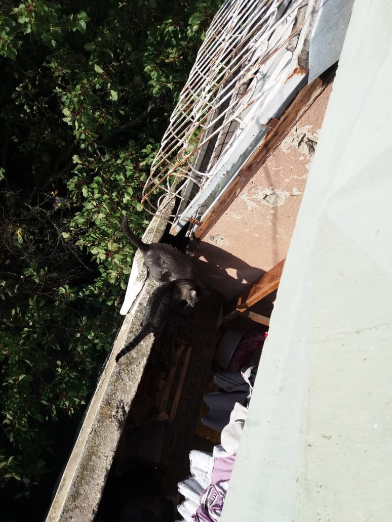 Кошки оказались пленниками балкона. Не в квартире и не на улице.