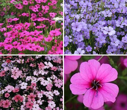 Вискария холидей 