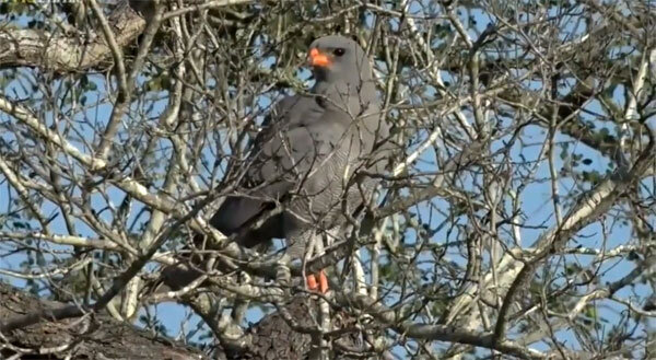 Темный певчий ястреб