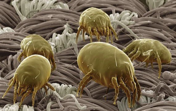 Постельные клещи под микроскопом