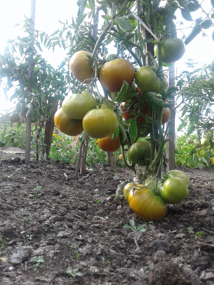 Фото урожая 2019 года. Авторское фото 