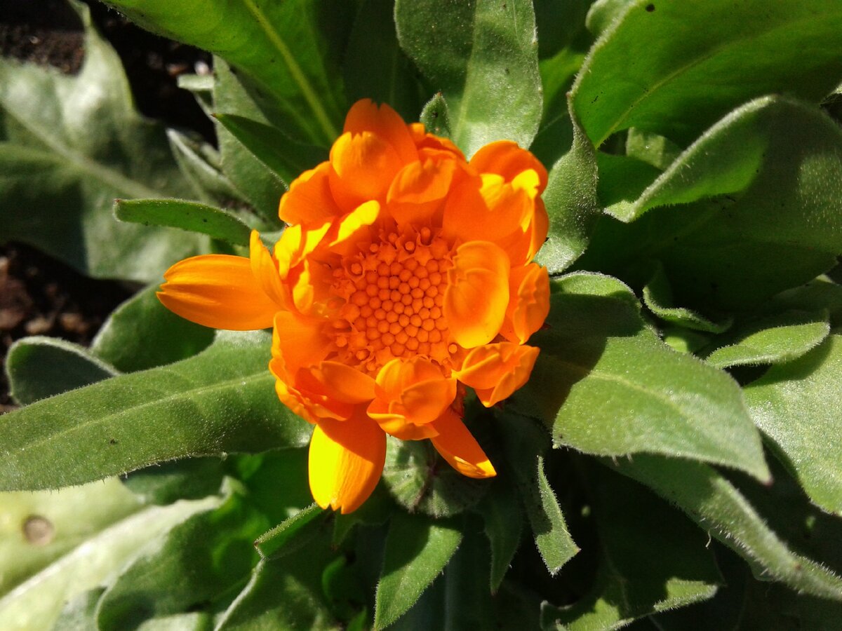 Календула (ноготки)