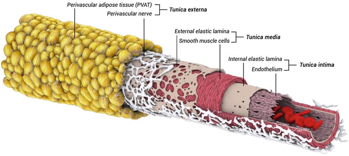 Структура сосуда. Верхний слой- жировая ткань.