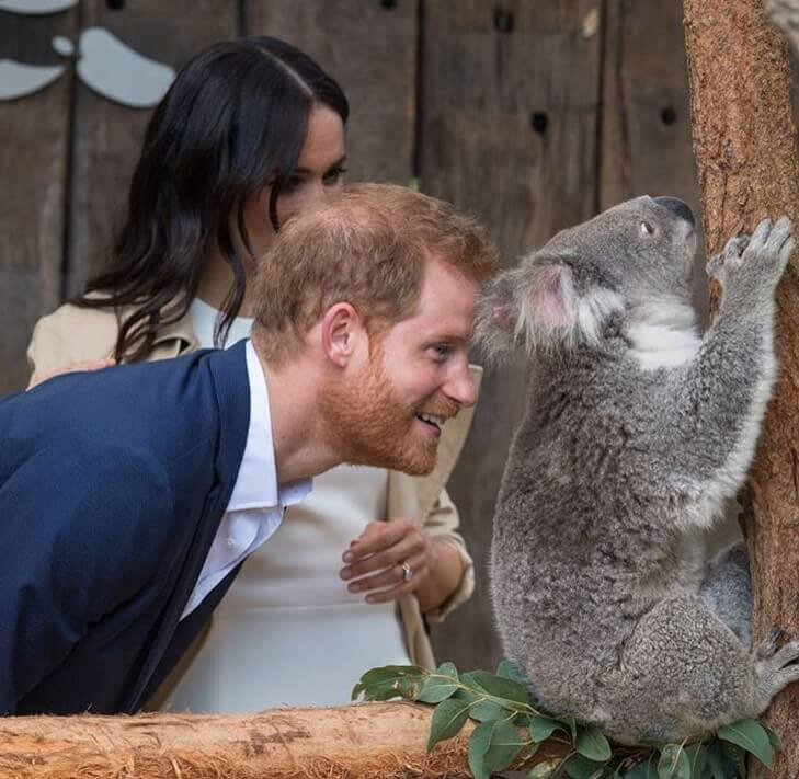Ему даже коалы должны радоваться. Фото из сети Интернет