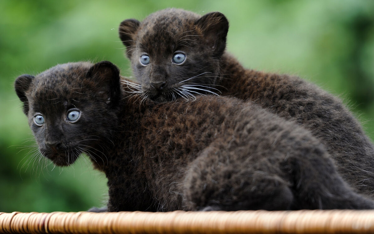 Детеныши пантеры (источник https://s1.1zoom.ru/big3/528/Jaguars_Cubs_Two_Black_Glance_526759_2560x1600.jpg)