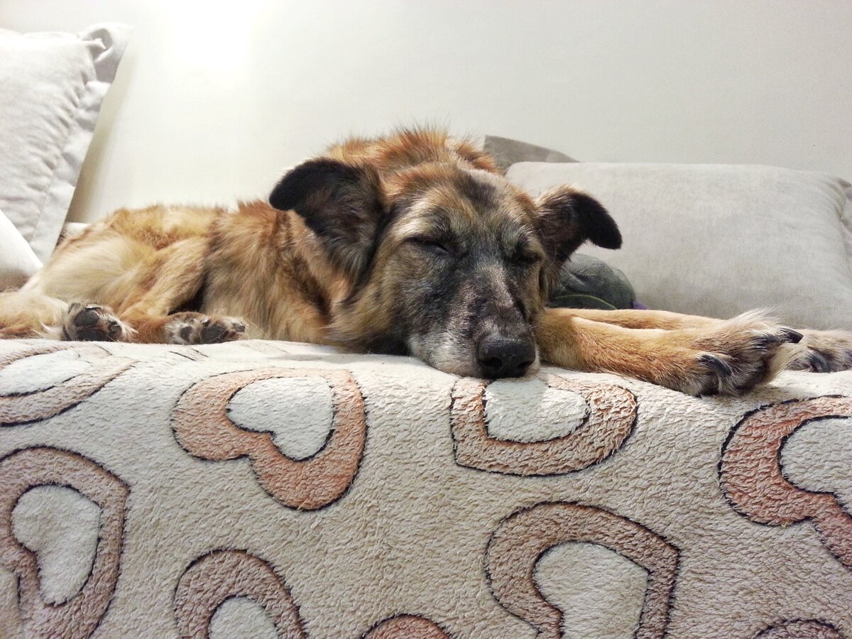 Домашняя Фрида