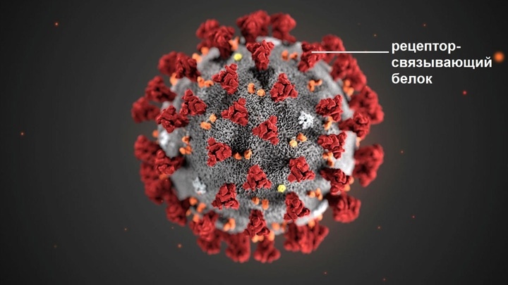 SARS-CoV-2 проникает в клетки человека и других млекопитающих с помощью особого белка.Иллюстрация CDC/ Alissa Eckert, MS; Dan Higgins, MAM.