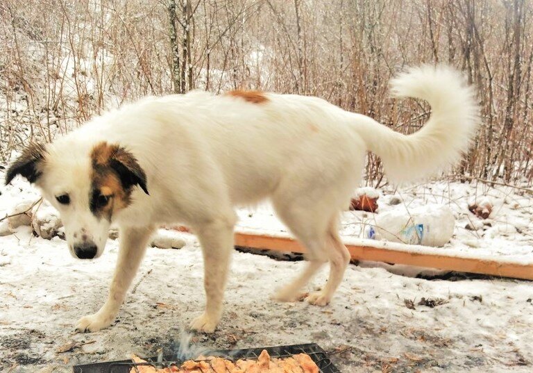 Собака на улице