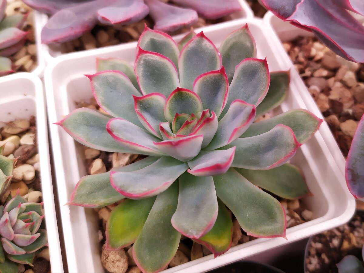 Эхеверия пулидонис Echeveria pulidonis
