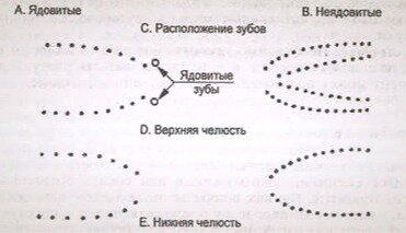 виды укусов