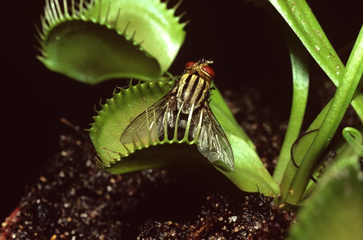 Венерина мухоловка (Dionaea muscipula) знакома всем как самое известное хищное растение в мире. Она наделена невероятными рефлексами, которые помогают ей поедать мух, жуков и даже небольших лягушек.