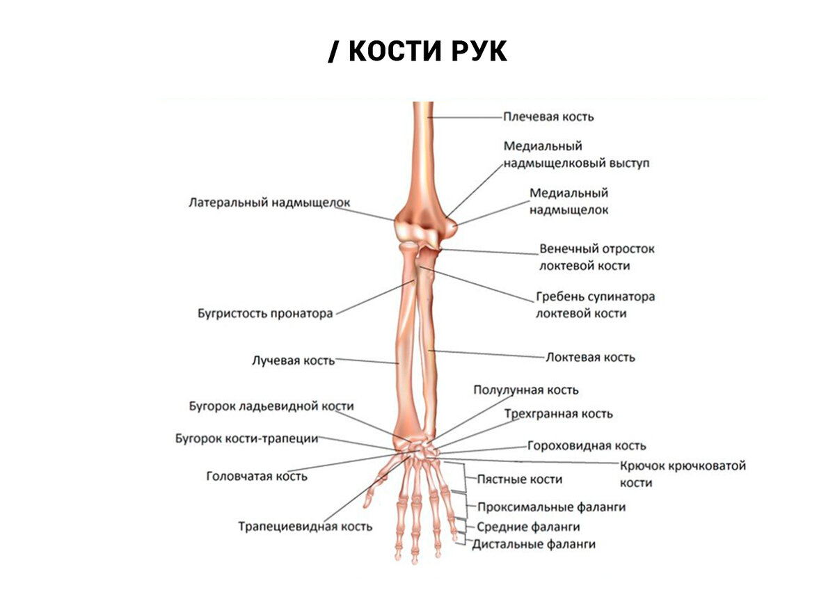 Кости и суставы руки человека