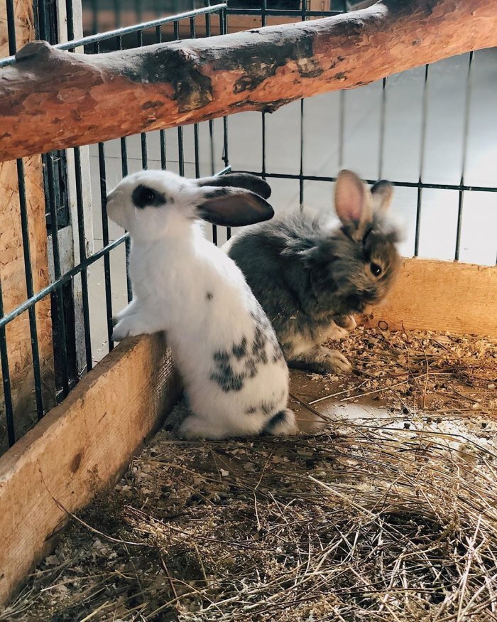  Instagram, контактный зоопарк "Радуга"