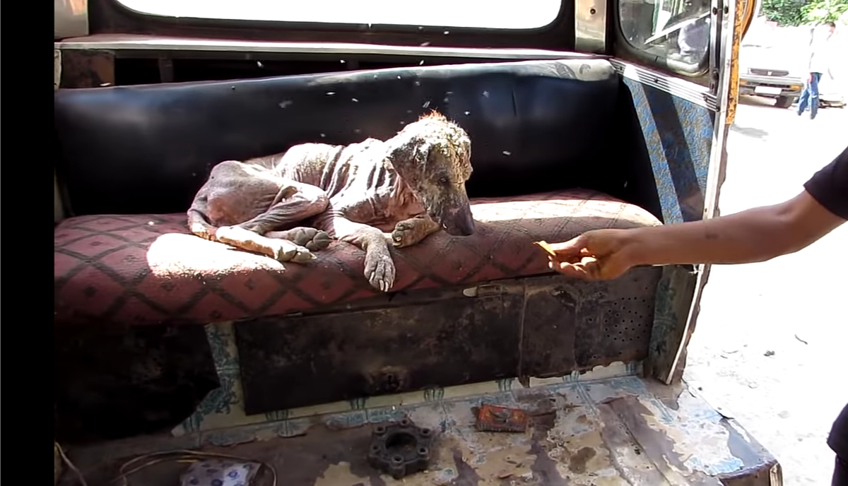 Волонтёры пытаются покормить собаку