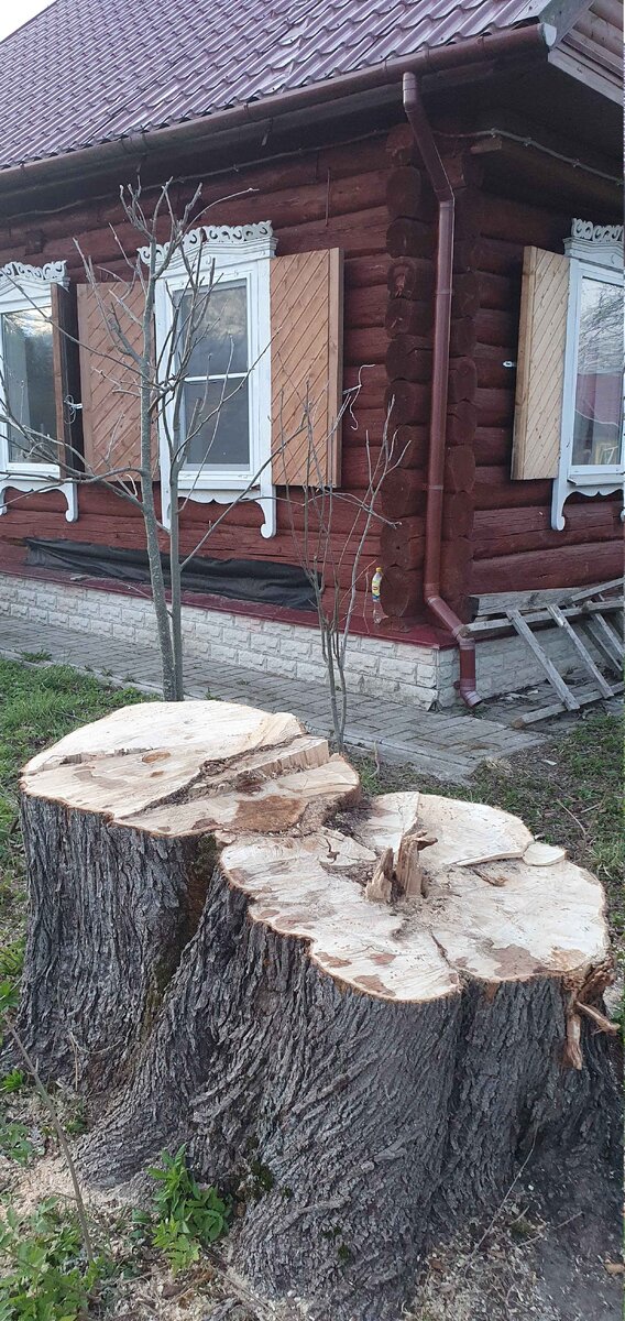 А гнилым-то он не был. И никогда бы не упал на голову. Если бы не мужская косорукость.
