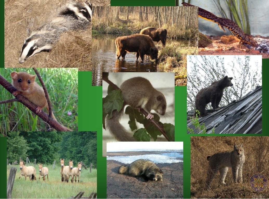 Источник  yandex.ru