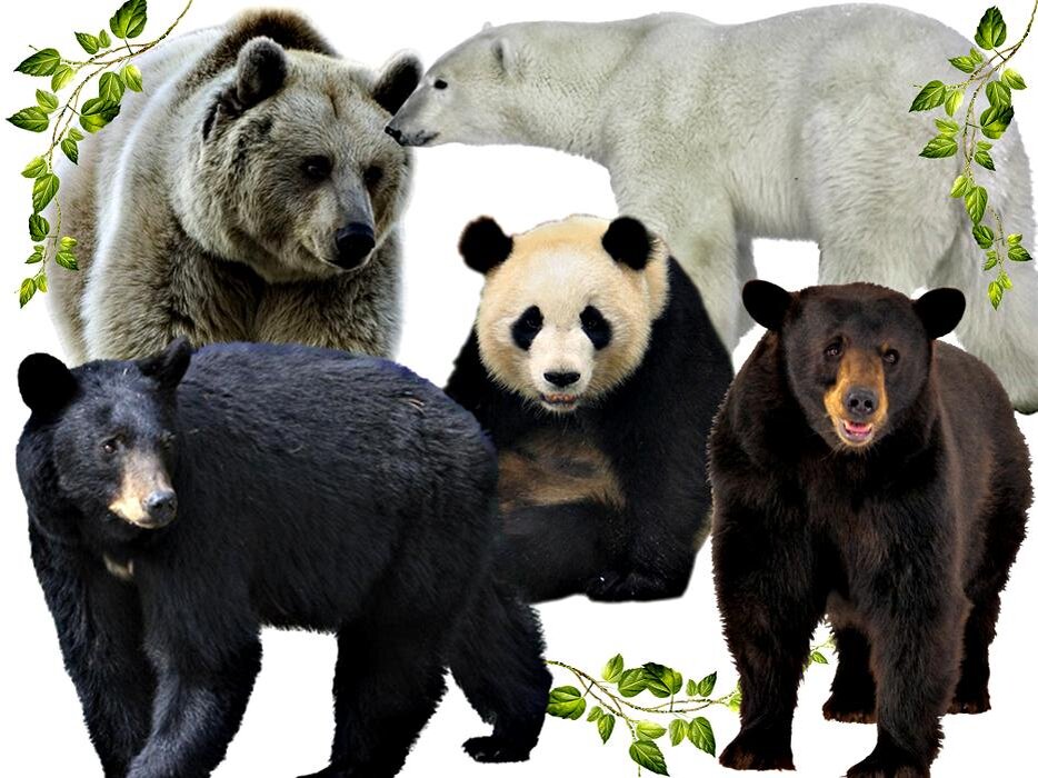 As 10 melhores ideias e inspirações de bear facts