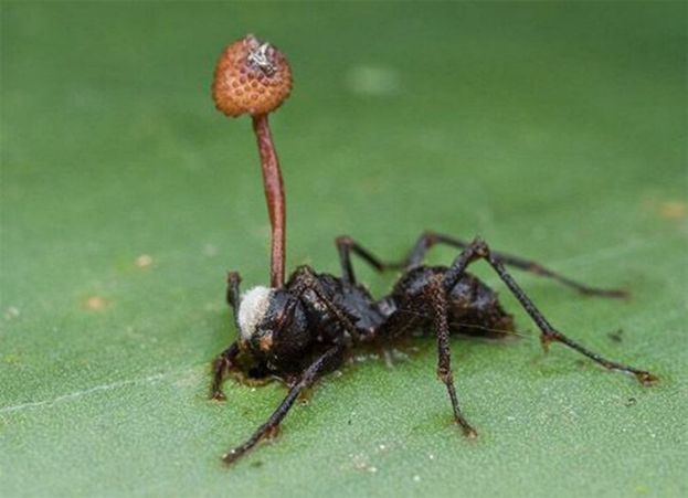 Гриб кордицепс однобокий (Ophiocordyceps unilateralis) Источник: http://cdn.fishki.net/upload/post/2020/01/26/3212120/tn/3b8f8e51a3a327cba7626fa640e5a089.jpg
