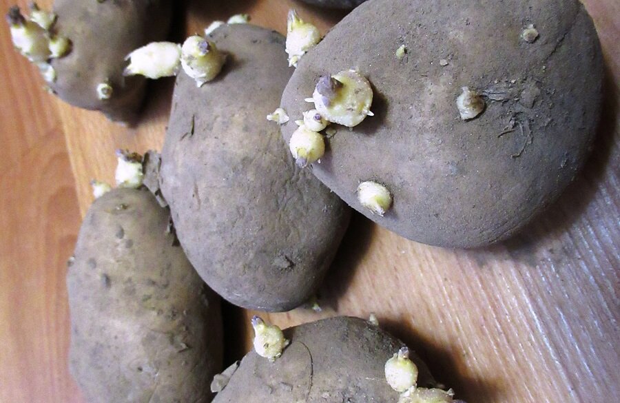 глазки нужной длины для посадки, хотя сажали раньше картошку прямо из подполья с длинными ростками, не проращивая. Теперь дача, квартира, картошку храним в погребе, первый год не подумали, посадили прямо из погреба по привычке, а земля на даче глина, чуть дождались всходов. Теперь всегда проращиваем, достаем пораньше из погреба