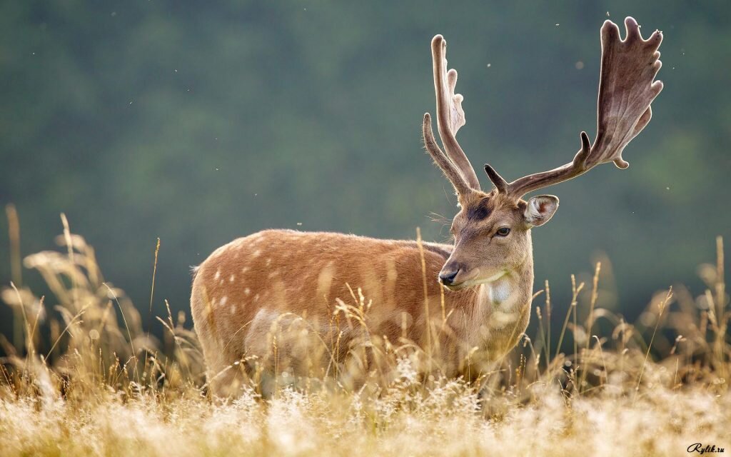 https://yandex.ru/images/search?text=%D0%B6%D0%B8%D0%B2%D0%BE%D1%82%D0%BD%D1%8B%D0%B5%20%D0%B2%20%D0%BF%D1%80%D0%B8%D1%80%D0%BE%D0%B4%D0%B5&ncrnd=1588365119870-815440804943746&p=1&pos=61&rpt=simage&img_url=https%3A%2F%2Fimg1.akspic.com%2Fimage%2F83161-terrestrial_animal-lion-wildlife-grassland-elk-2560x1440.jpg&rlt_url=https%3A%2F%2F101zabava.club%2Fwp-content%2Fuploads%2F2019%2F04%2Fzhivotnye_hd_24_01121855-1024x640.jpg&ogl_url=https%3A%2F%2Fimg1.akspic.com%2Fimage%2F83161-terrestrial_animal-lion-wildlife-grassland-elk-2560x1440.jpg