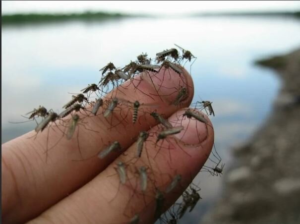 У меня все зачесалось