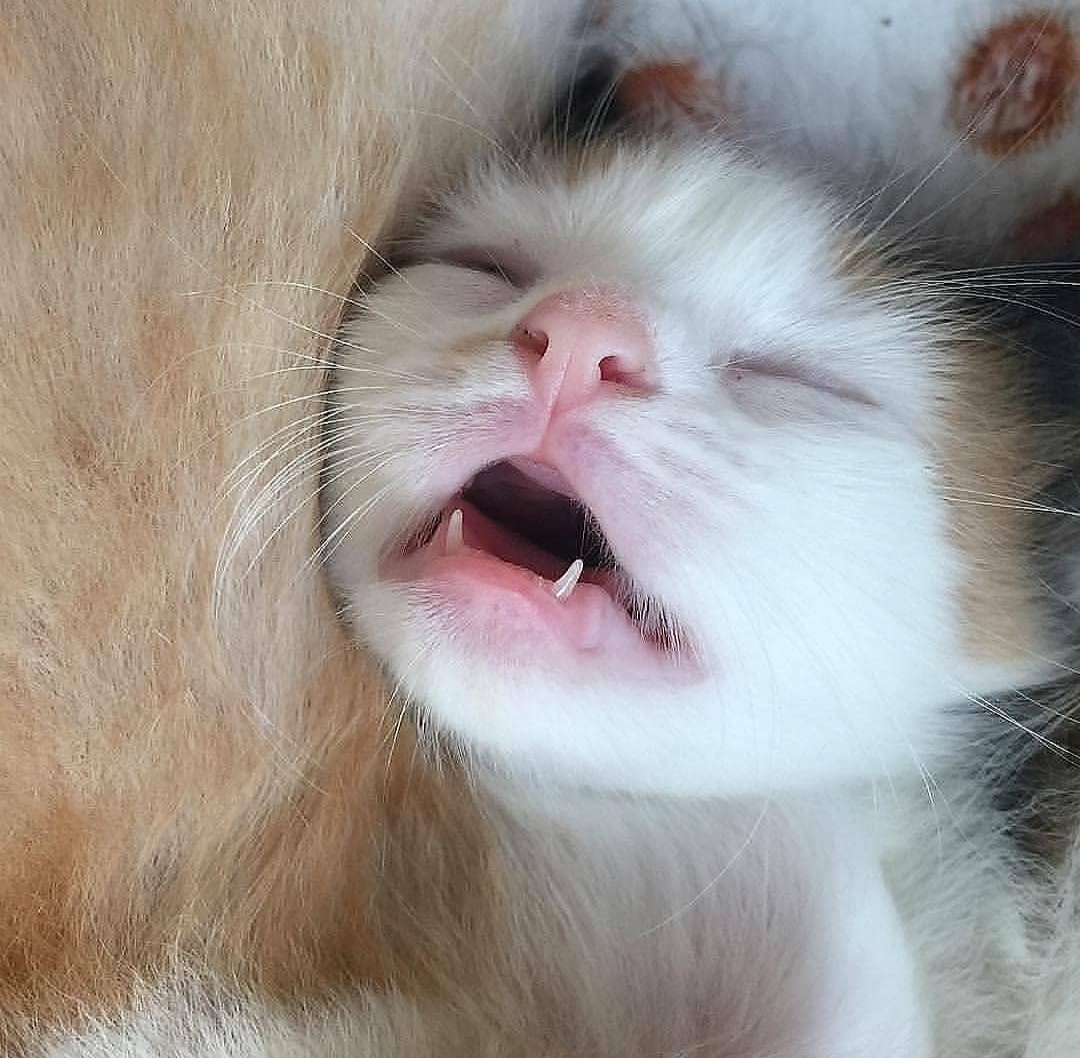 @pawsmylove