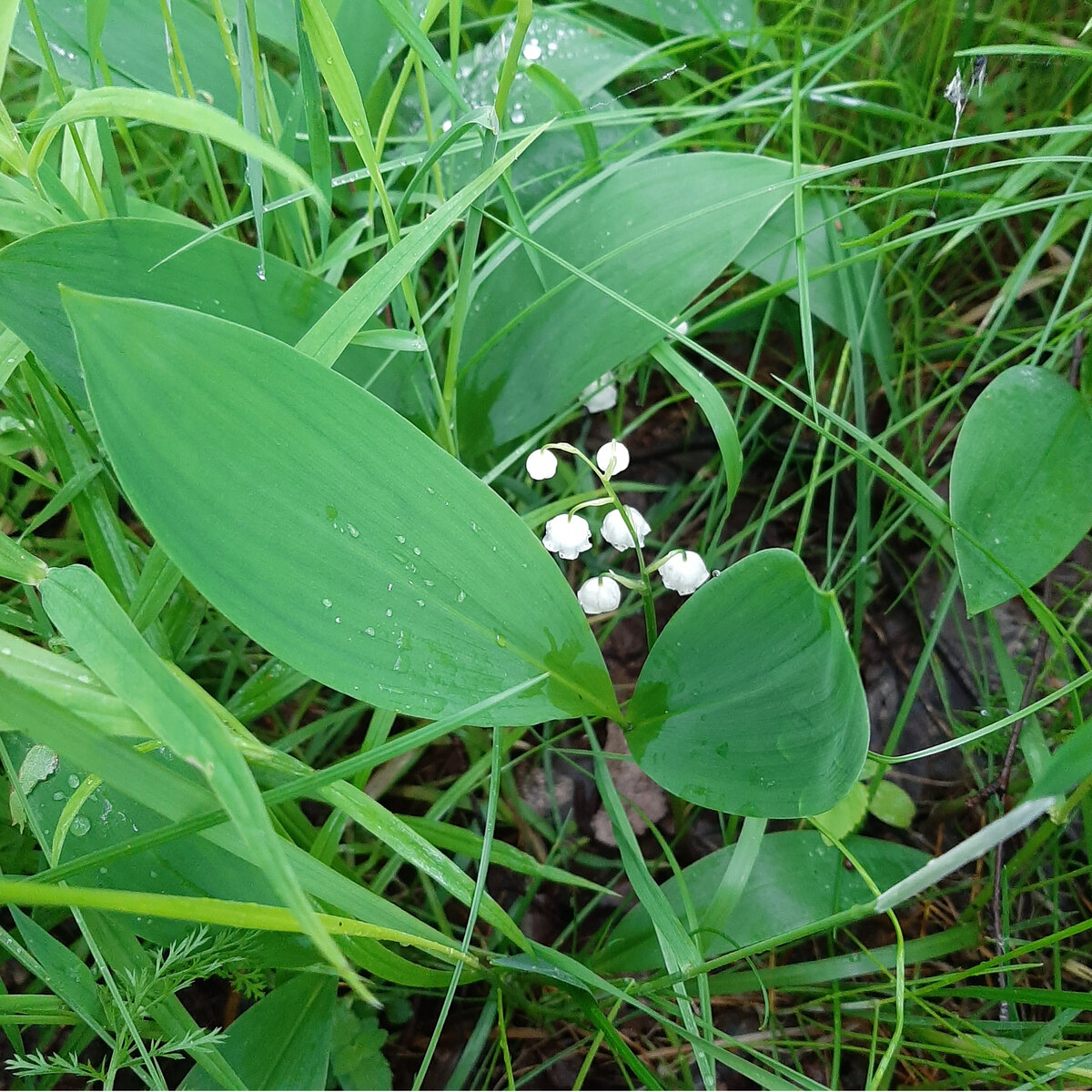 Фото и видео автора.