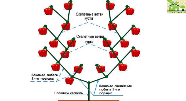 Как пасынковать перец в открытом грунте. Схема формирования перца в теплице. Схема формирования перца в теплице сладкого перца. Формируем перцы в теплице. Формирование куста перца схема.