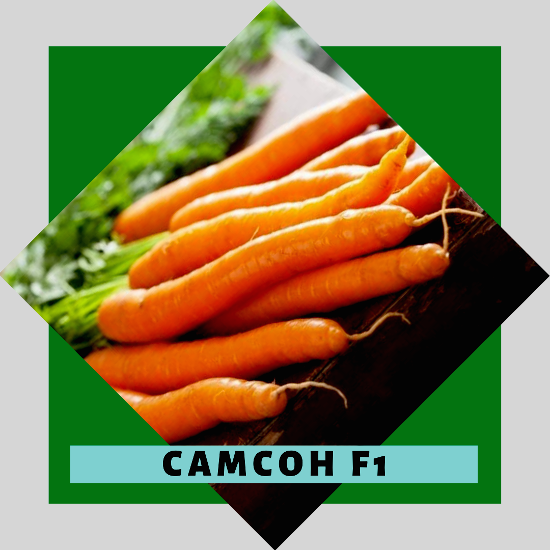 Морковь Самсон F1