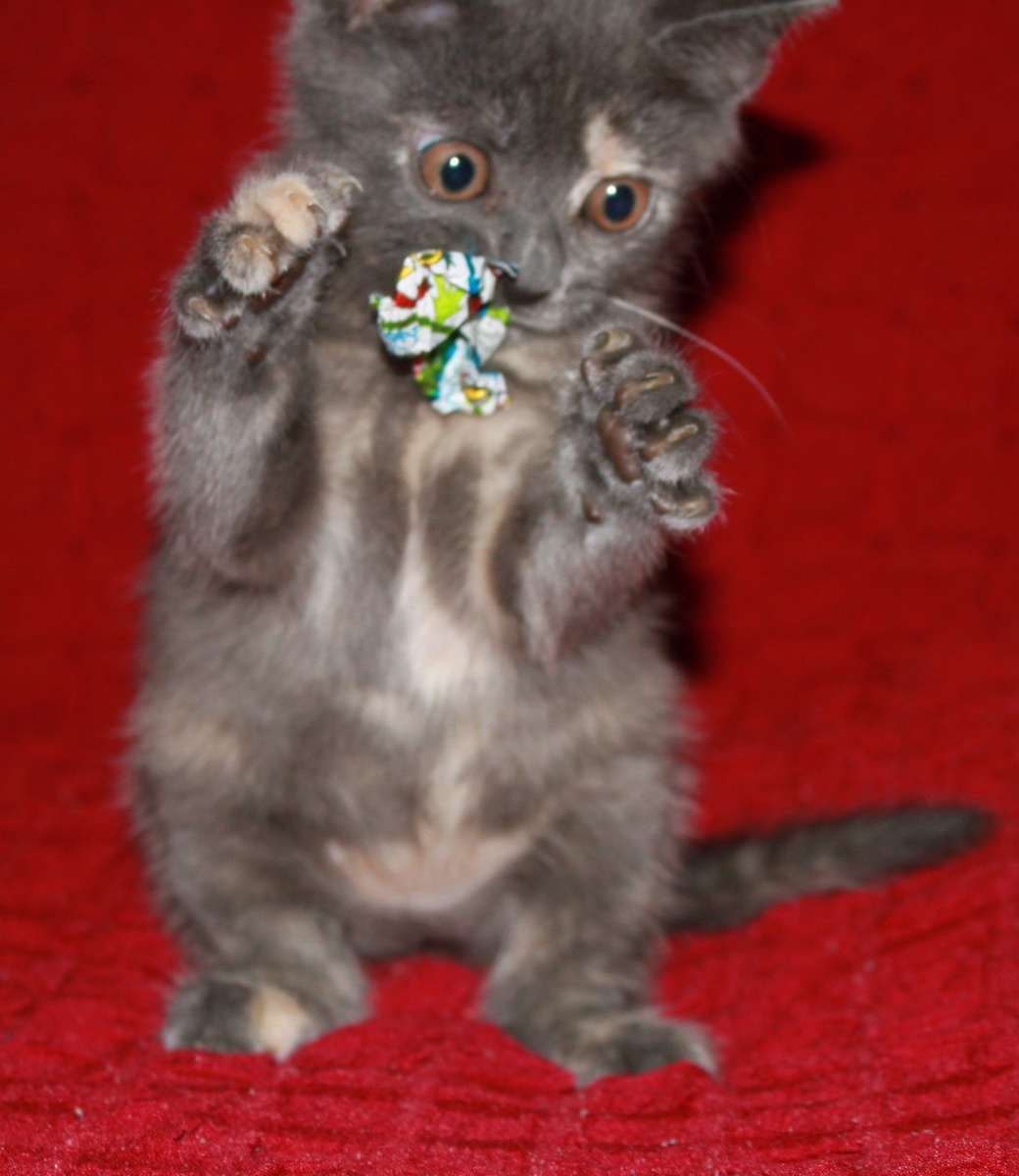 Кошка с мышкой