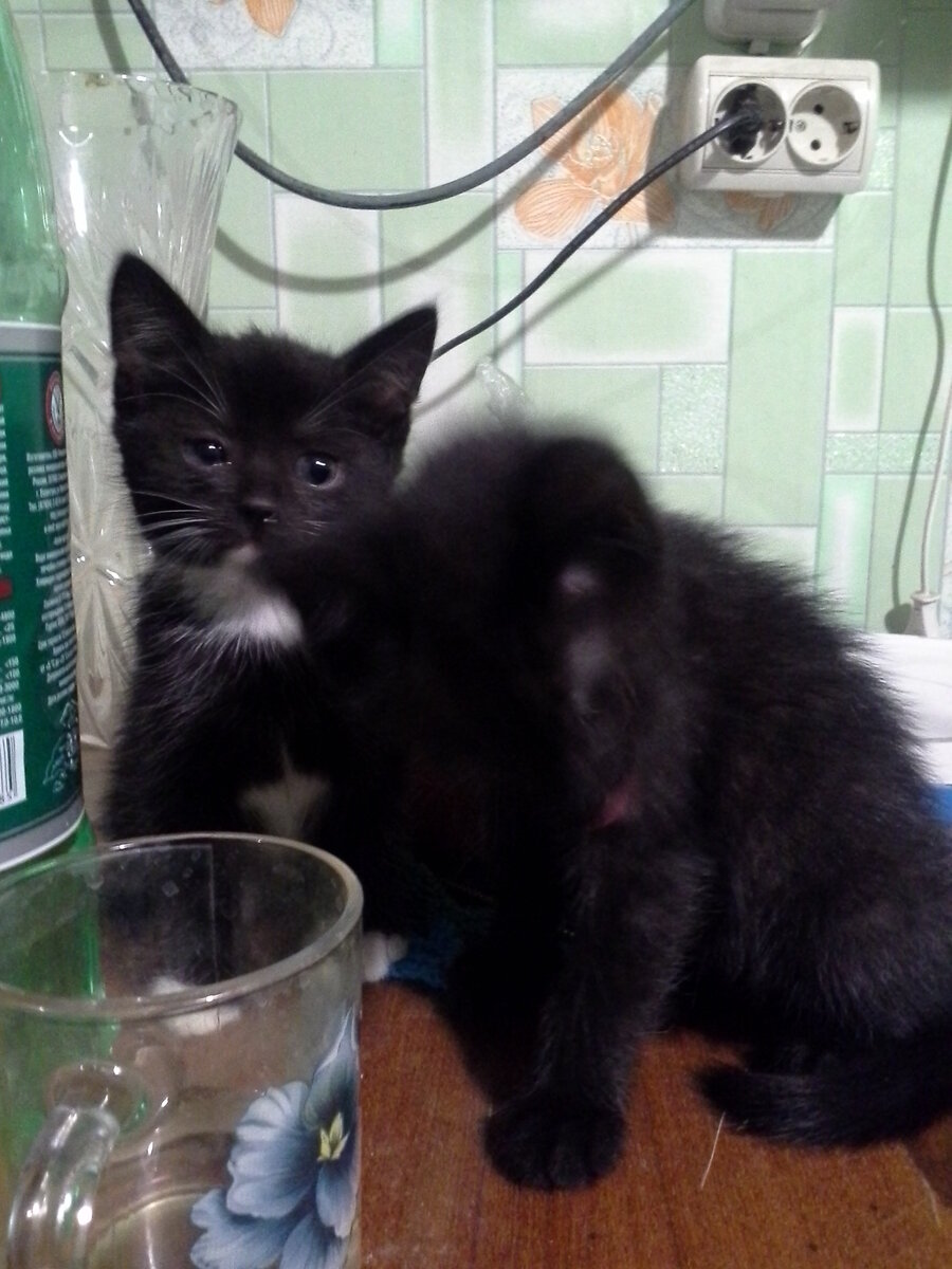 Прозвище "Шнурки" появилось из-за их длинных хвостов, которые напоминали мне шнурки.