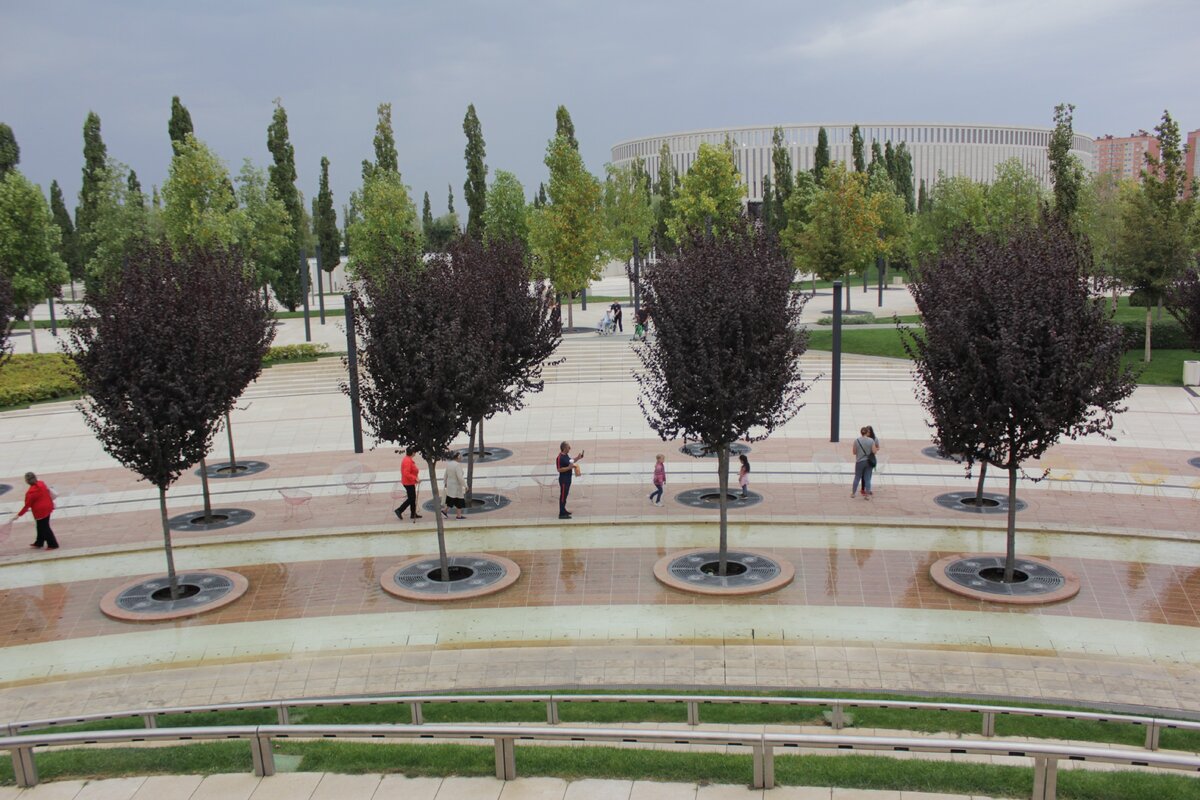 Платаны в парке галицкого в краснодаре