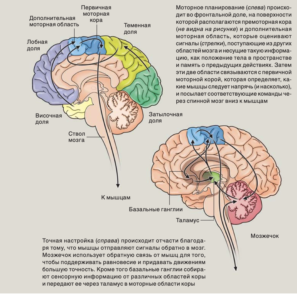 Восприятие структуры мозга. Отделы мозга отвечающие за движение. Центры головного мозга. Зоны мозга за что отвечают.
