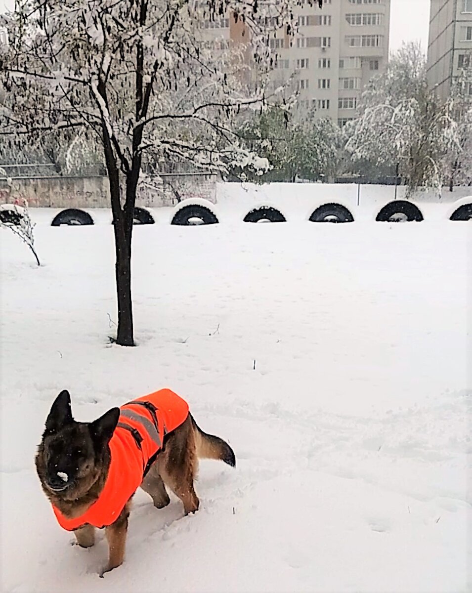 Тигра