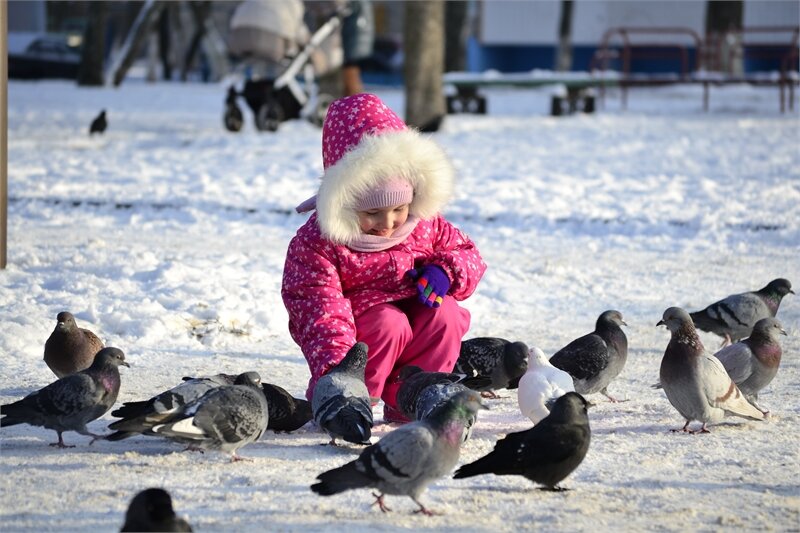 Почему кормят голубей. Кормление голубей зимой. Дети кормят голубей. Голубь зимой для детей. Люди кормят голубей.