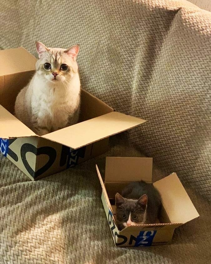 Домик для кошки за МАТЕРИНСКИЙ КАПИТАЛ...