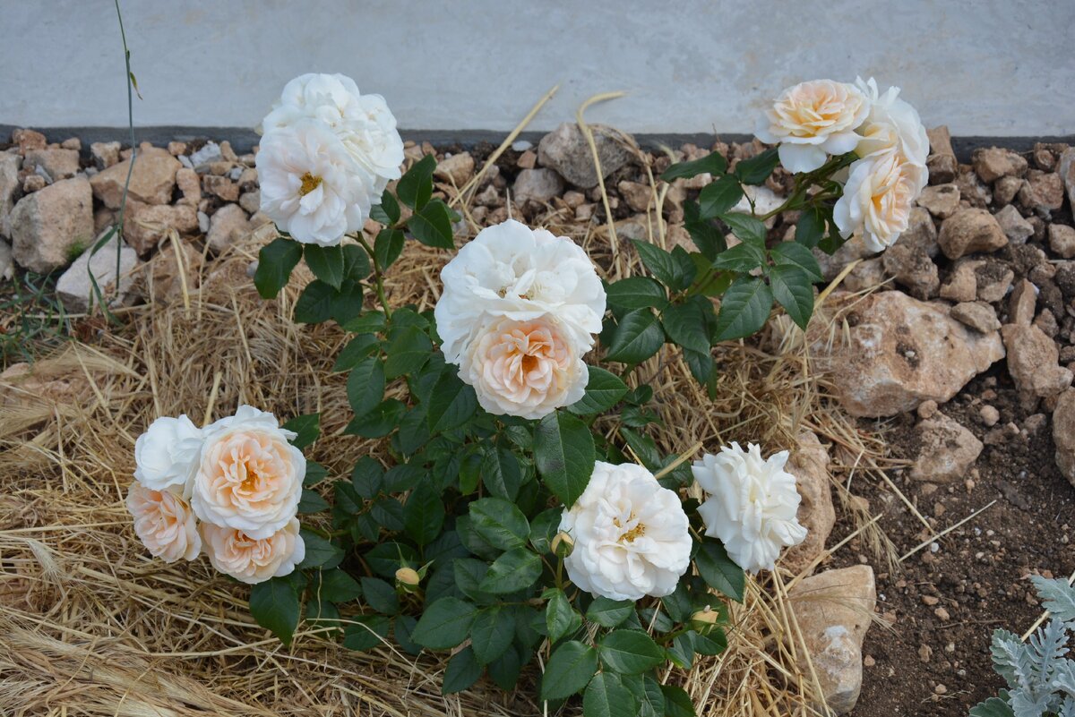 Lions Rose