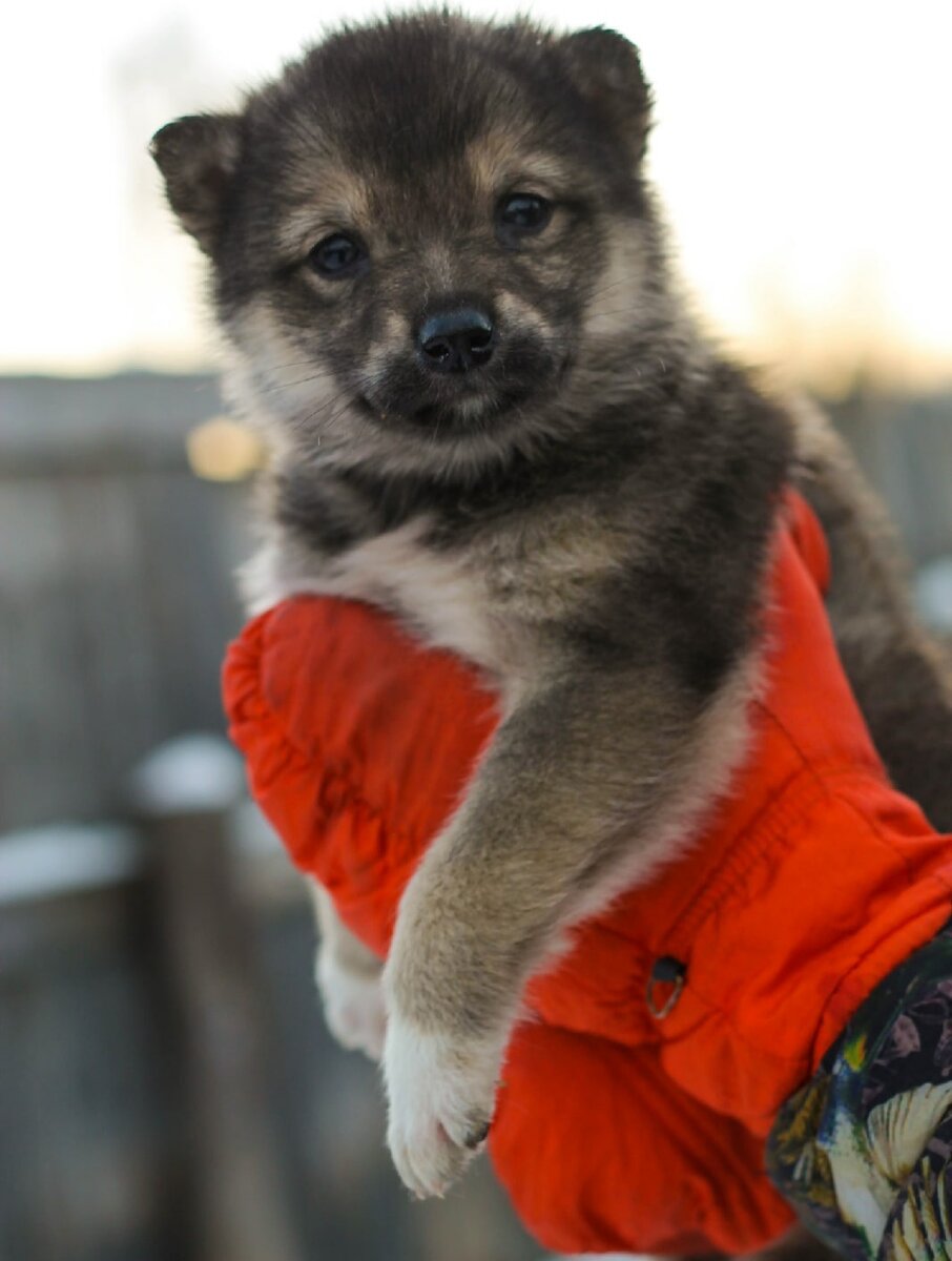 Размером с ладошку