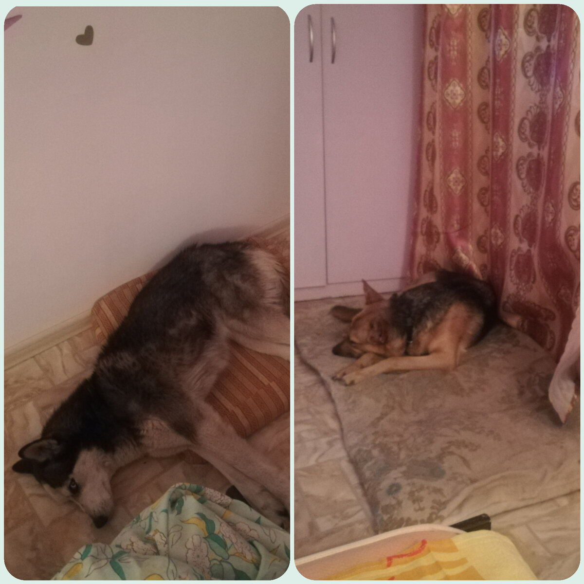 Так на ночь их уложили