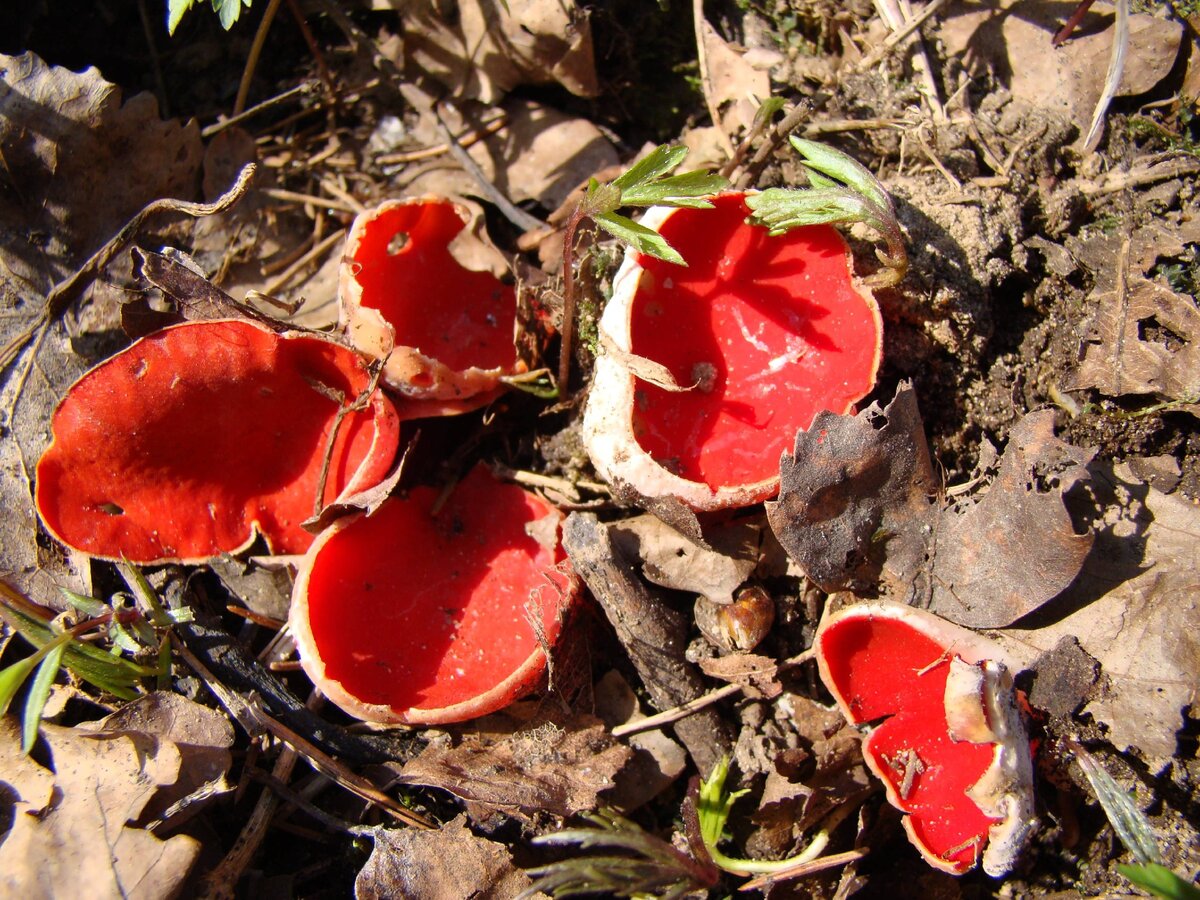 Эльфова чаша или саркосцифа. Фото автора. Вкуснейший весенний гриб.