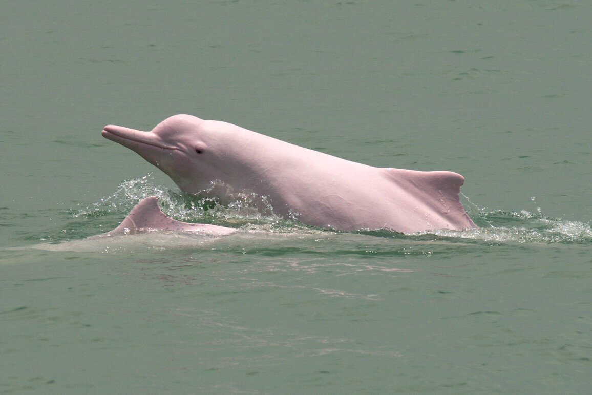 Амазонский дельфин 4. Амазонский Речной Дельфин. Амазонский розовый Дельфин. Амазонский Дельфин-альбинос. Амазонский Дельфин Южная Америка.